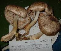 Agaricus placomyces image