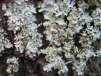 Parmotrema reticulatum image