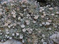Cladonia pyxidata image