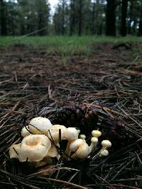 Hygrophorus chrysodon image