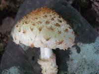 Pholiota squarrosoides image