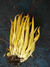 Clavulinopsis fusiformis image