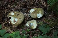 Russula pseudo-olivascens image