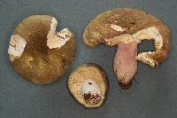 Russula pseudo-olivascens image