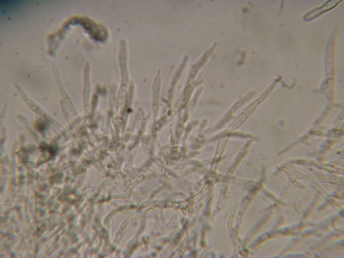 Russula pseudo-olivascens image