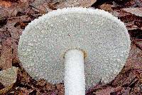 Amanita rhopalopus image