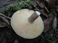 Lactarius pyrogalus image