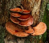 Fistulina hepatica image