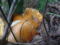 Amanita caesarea image