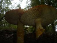 Amanita caesarea image