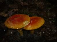 Amanita caesarea image