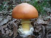 Amanita caesarea image