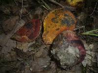 Boletus rhodopurpureus image