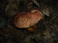 Boletus rhodopurpureus image