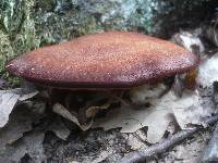 Fistulina hepatica image