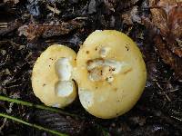 Russula ochroleucoides image