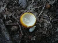 Russula aurea var. axantha image