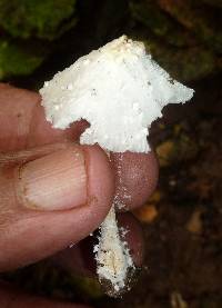 Leucocoprinus cretaceus image