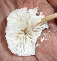 Leucocoprinus cretaceus image