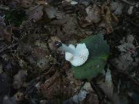 Russula pelargonia image