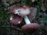 Russula vinosobrunnea image