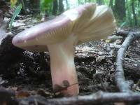 Russula vinosobrunnea image