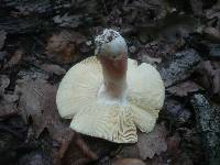 Russula vinosobrunnea image