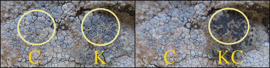 Caloplaca chalybaea image