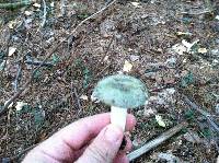 Russula aeruginea image