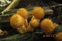 Pholiota squarrosoides image