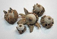 Geastrum arenarium image