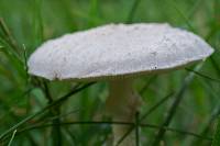 Amanita thiersii image