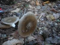 Amanita battarrae image