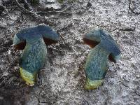 Boletus luridiformis var. discolor image