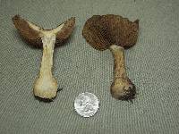 Cortinarius scaurus image