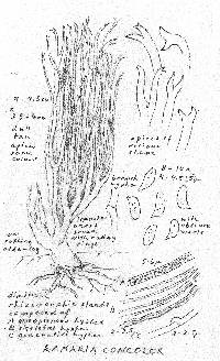 Ramaria concolor image
