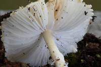 Lepiota clypeolaria image