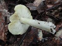 Tricholoma davisiae image