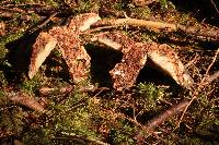 Russula dissimulans image