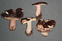 Russula queletii image