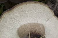 Tylopilus alboater image