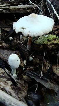 Leucocoprinus cepistipes image