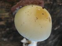 Amanita praecox image