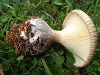 Ampulloclitocybe clavipes image