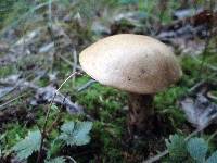 Boletus vermiculosoides image