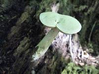 Boletus pallidus image