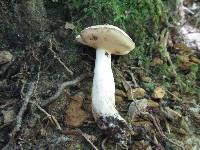 Boletus pallidus image