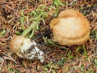 Cortinarius saginus image