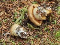 Cortinarius saginus image