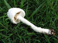 Amanita thiersii image